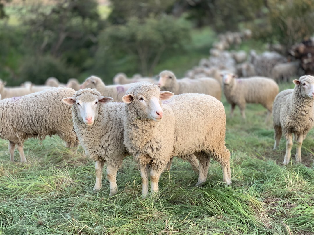 Photo sheep grazing